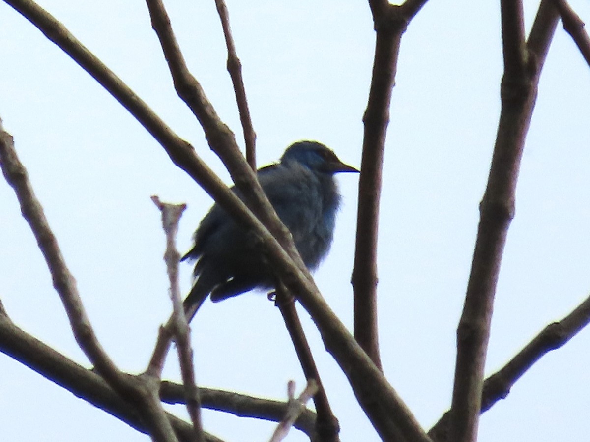 Blue Dacnis - ML620440558