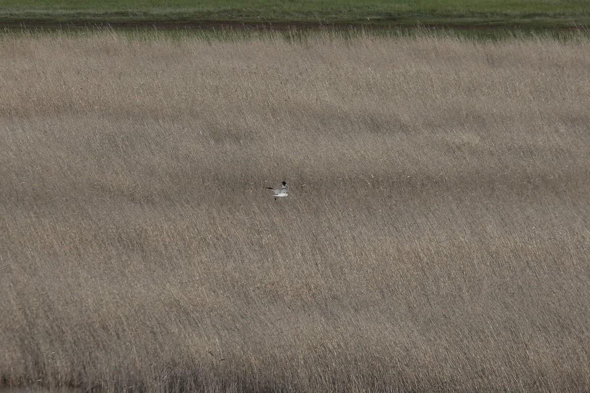 Pallid Harrier - ML620440559