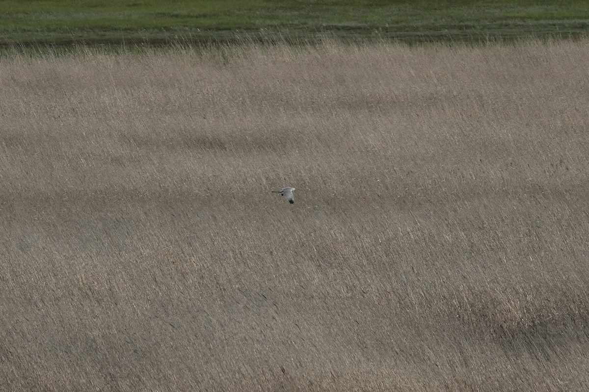 Pallid Harrier - ML620440560