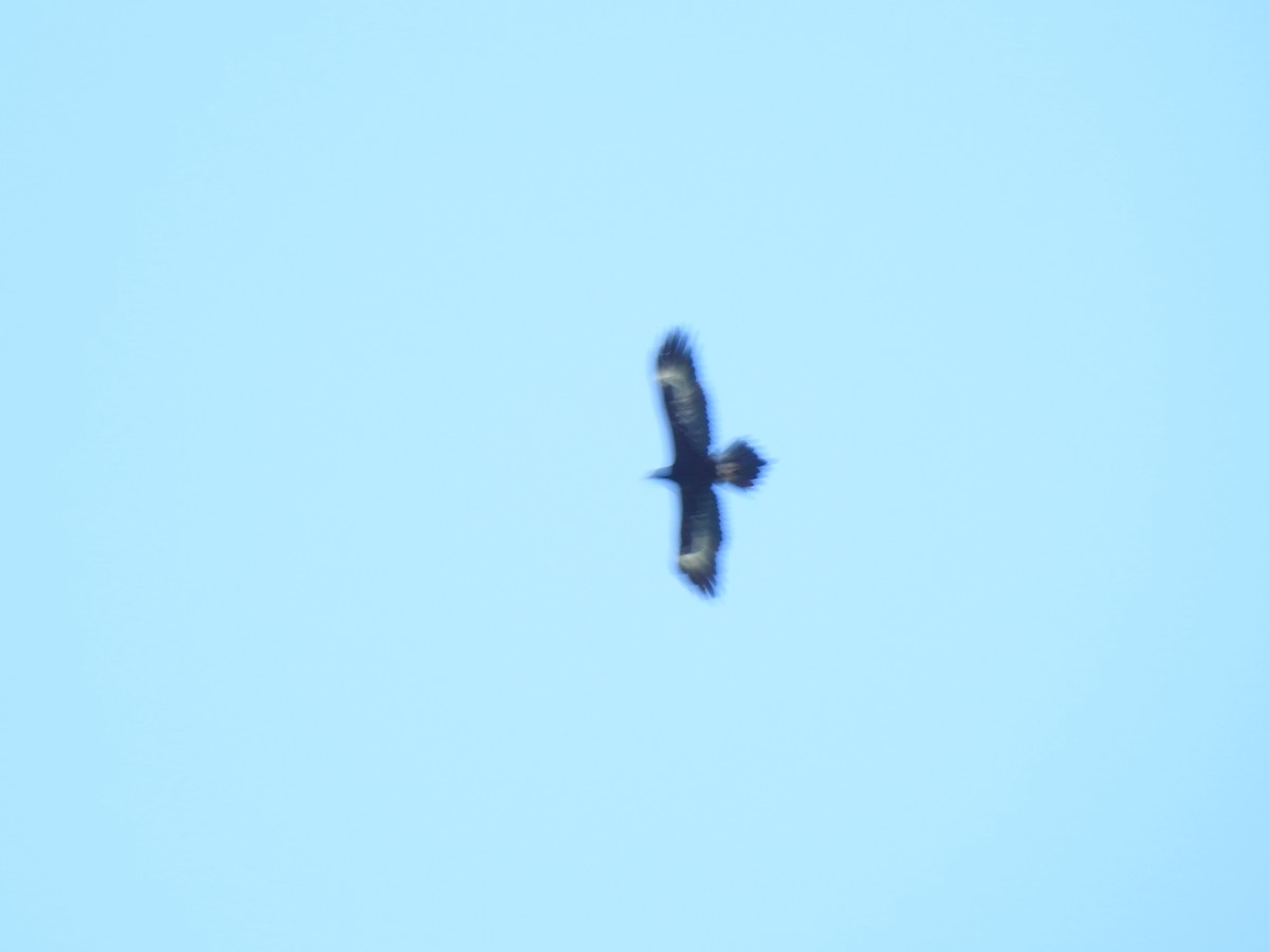 Wedge-tailed Eagle - ML620440561