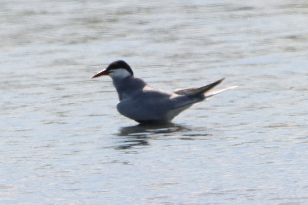 Whiskered Tern - ML620440563