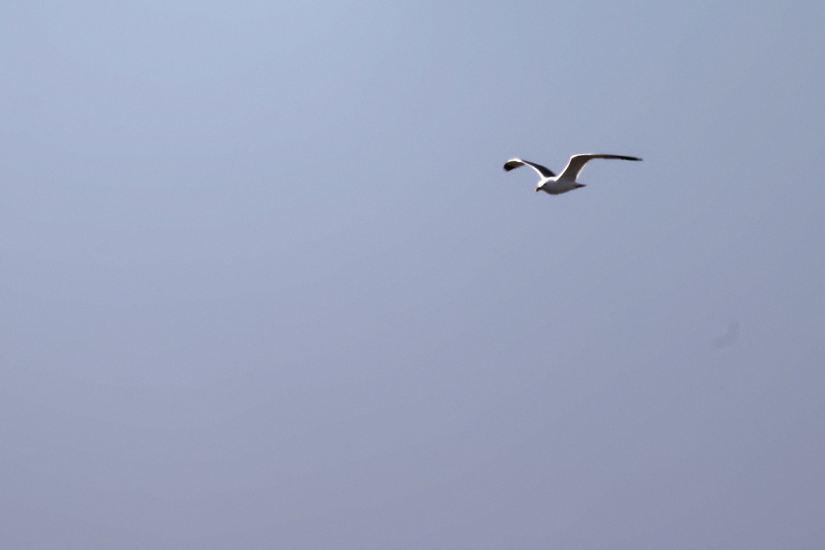 Yellow-legged Gull - ML620440565