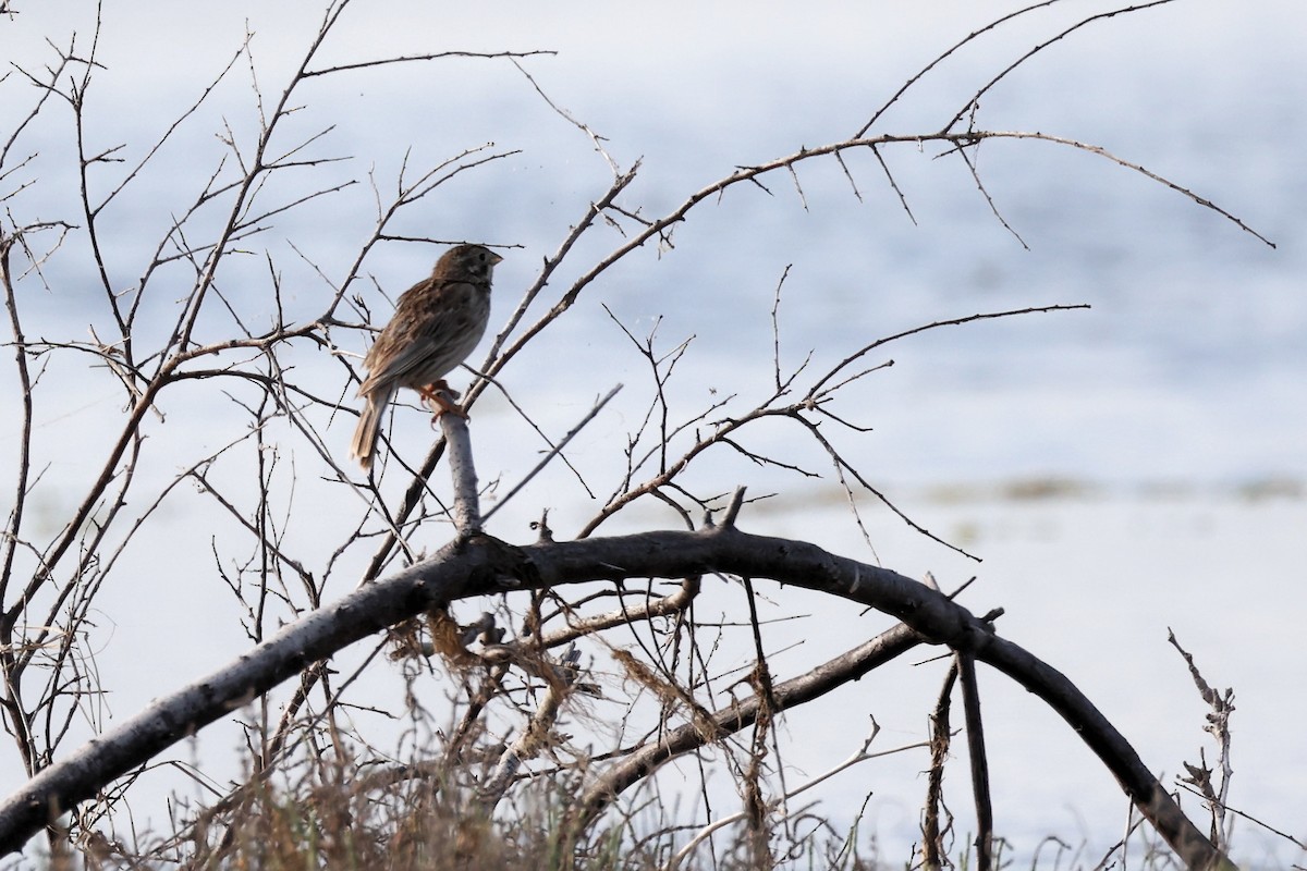 Corn Bunting - ML620440567