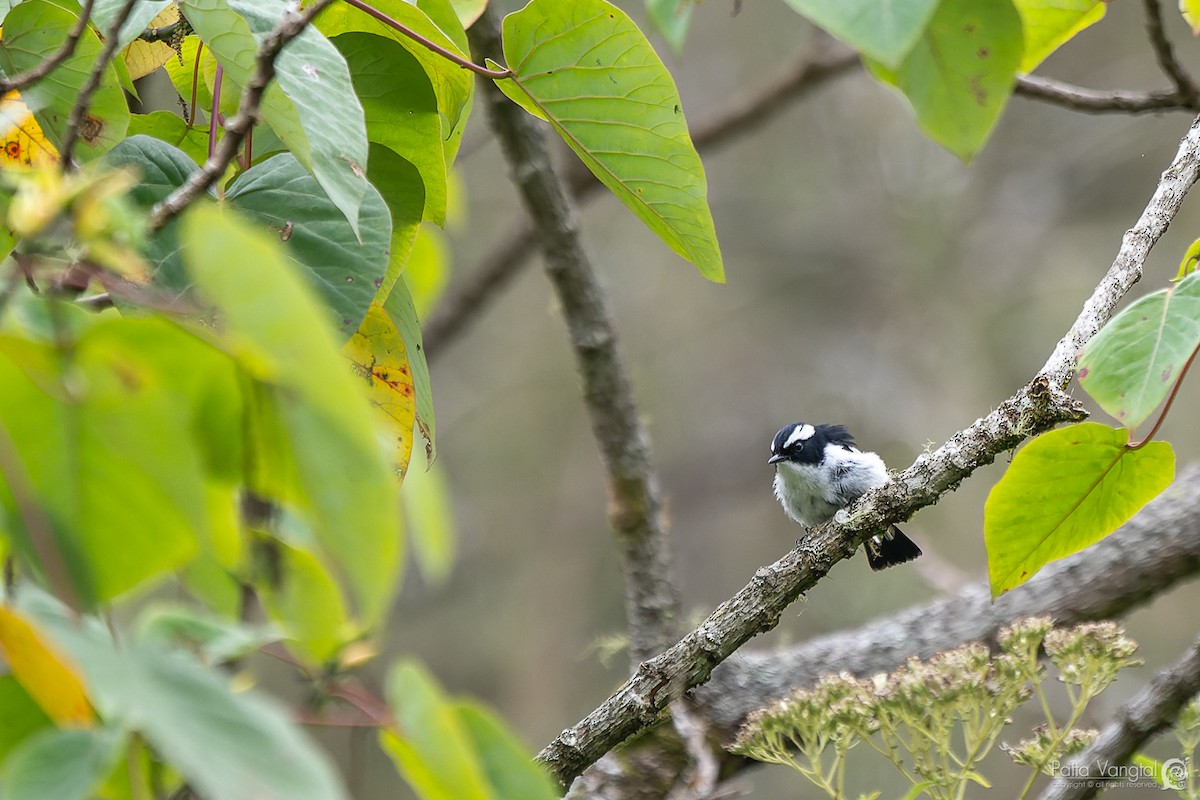 Little Pied Flycatcher - ML620440568