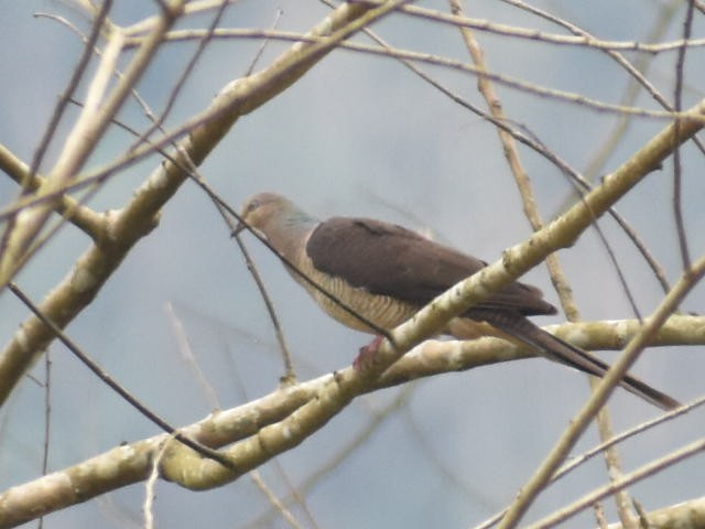 Barred Cuckoo-Dove - ML620440575
