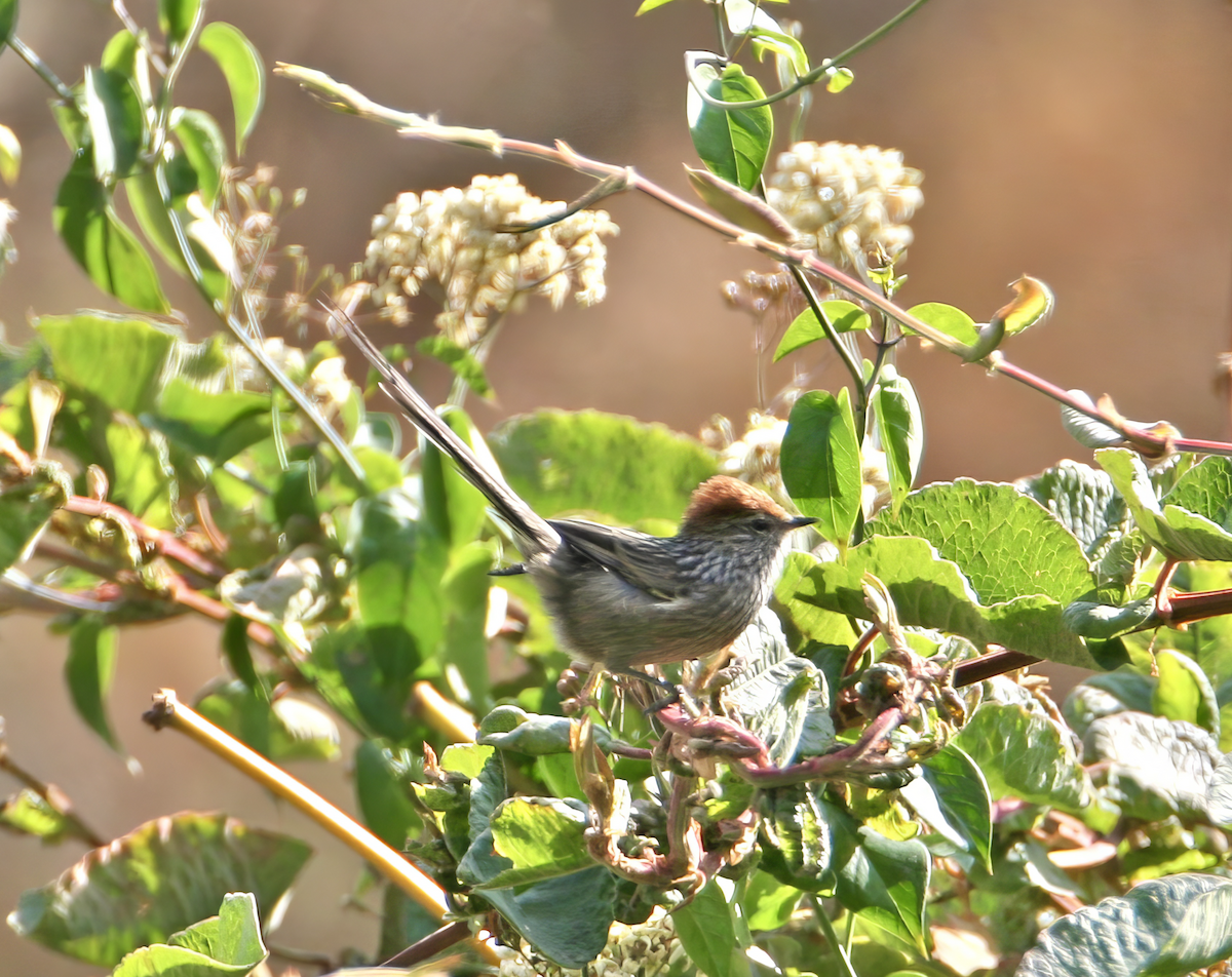 Rusty-crowned Tit-Spinetail - ML620440580