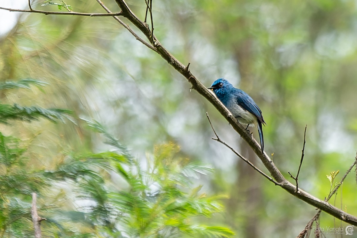 Indigo Flycatcher - ML620440582