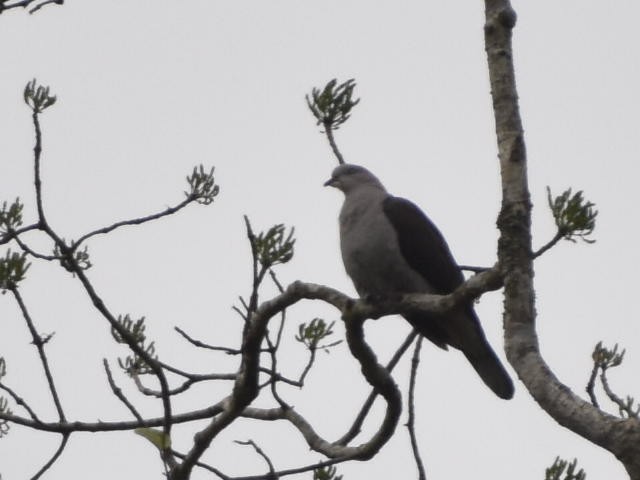 Green Imperial-Pigeon - ML620440584