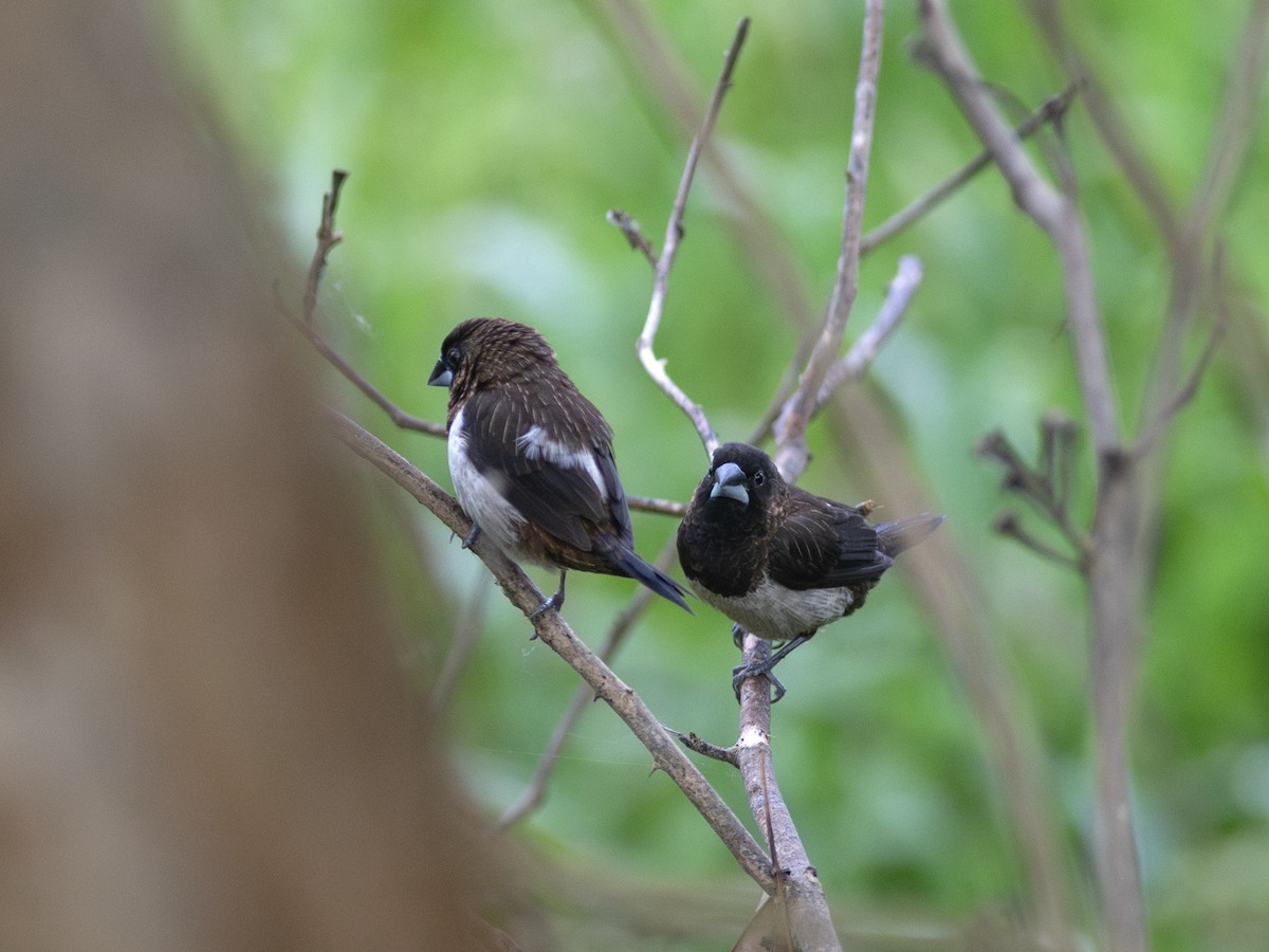 White-rumped Munia - ML620440585