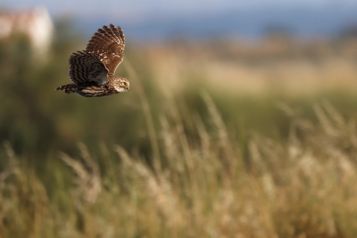 Little Owl - ML620440587