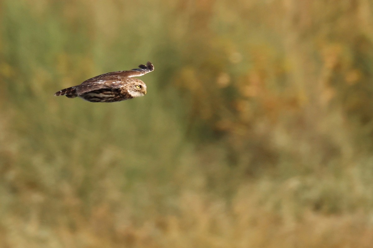 Little Owl - ML620440593