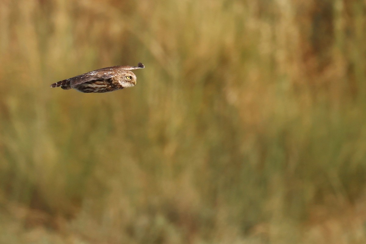 Little Owl - ML620440594