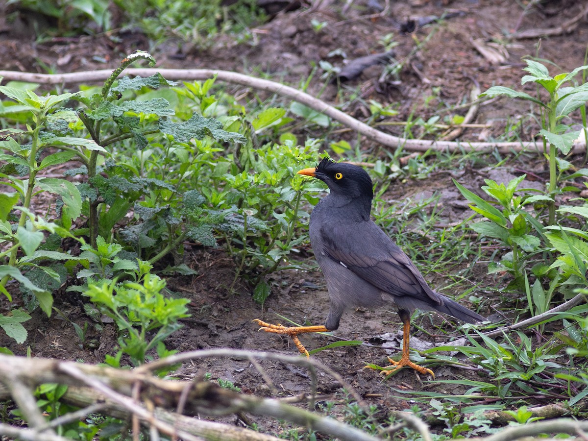 Great Myna - ML620440599