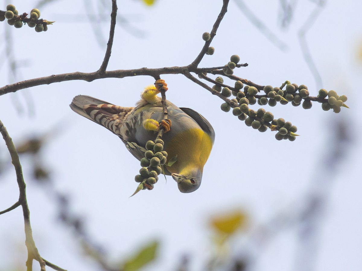 Yellow-footed Green-Pigeon - ML620440603