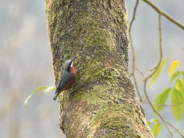 Chestnut-bellied Nuthatch - ML620440605