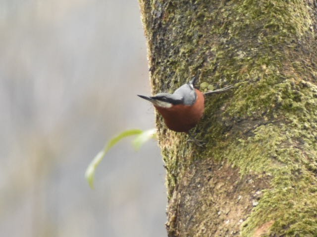 Chestnut-bellied Nuthatch - ML620440607