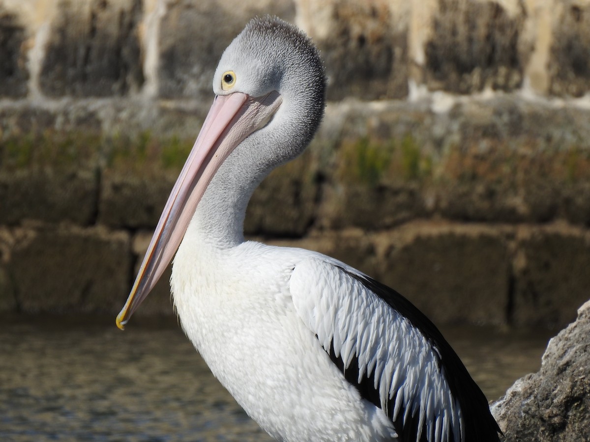 Australian Pelican - ML620440610