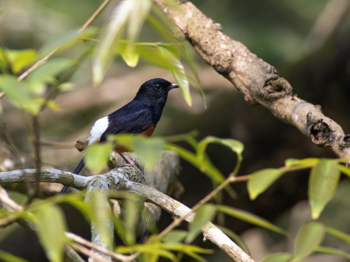 White-rumped Shama - ML620440612