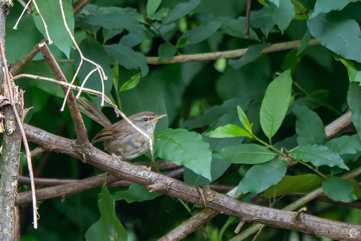 Aberrant Bush Warbler (Sunda) - ML620440613