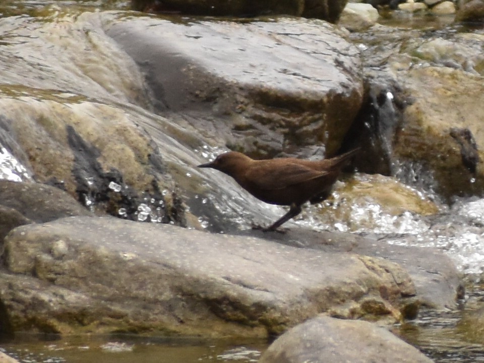 Brown Dipper - ML620440617