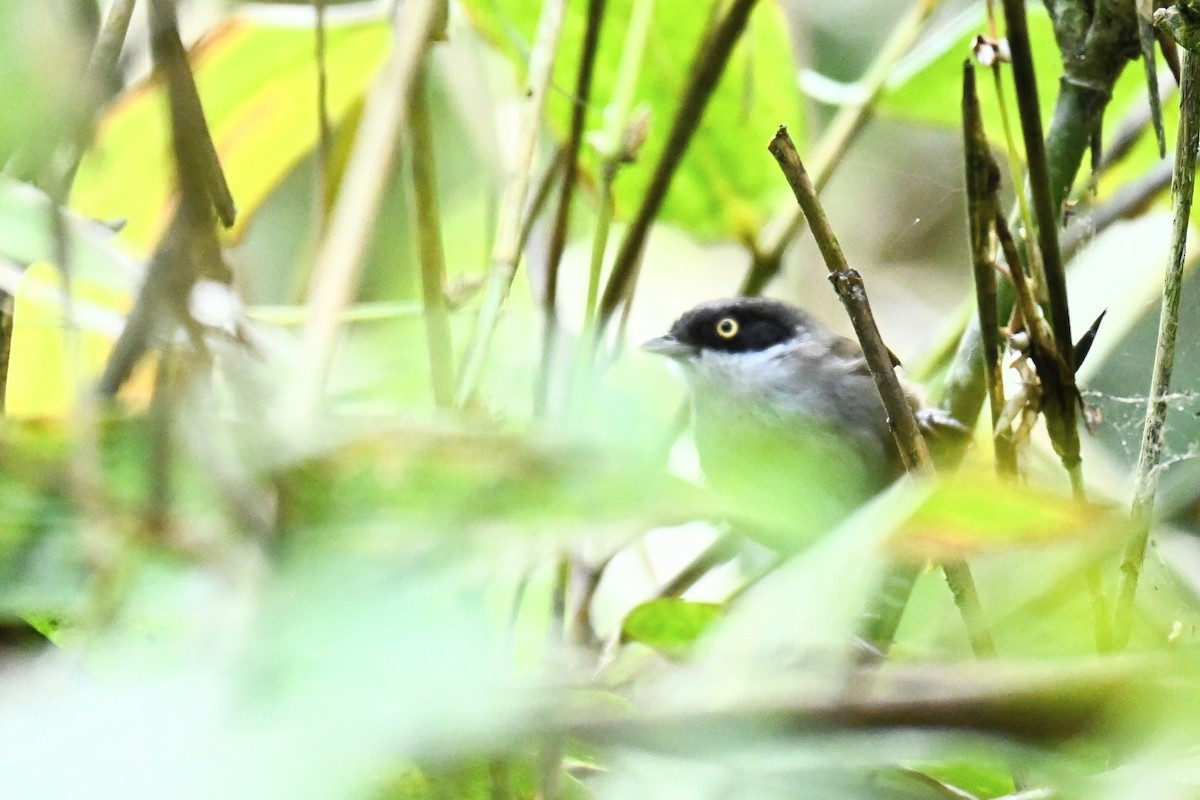 Dark-fronted Babbler - ML620440619