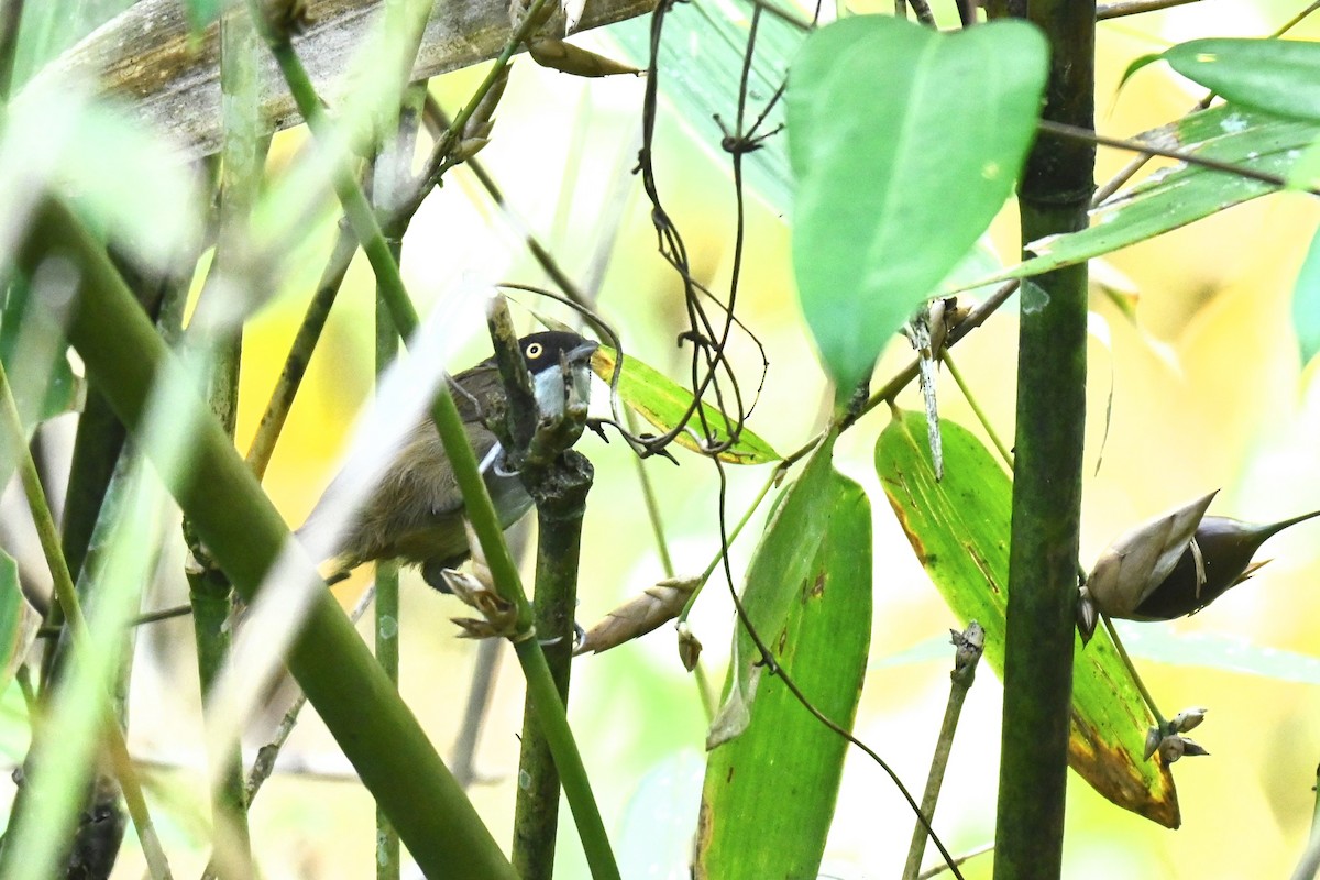 Dark-fronted Babbler - ML620440620