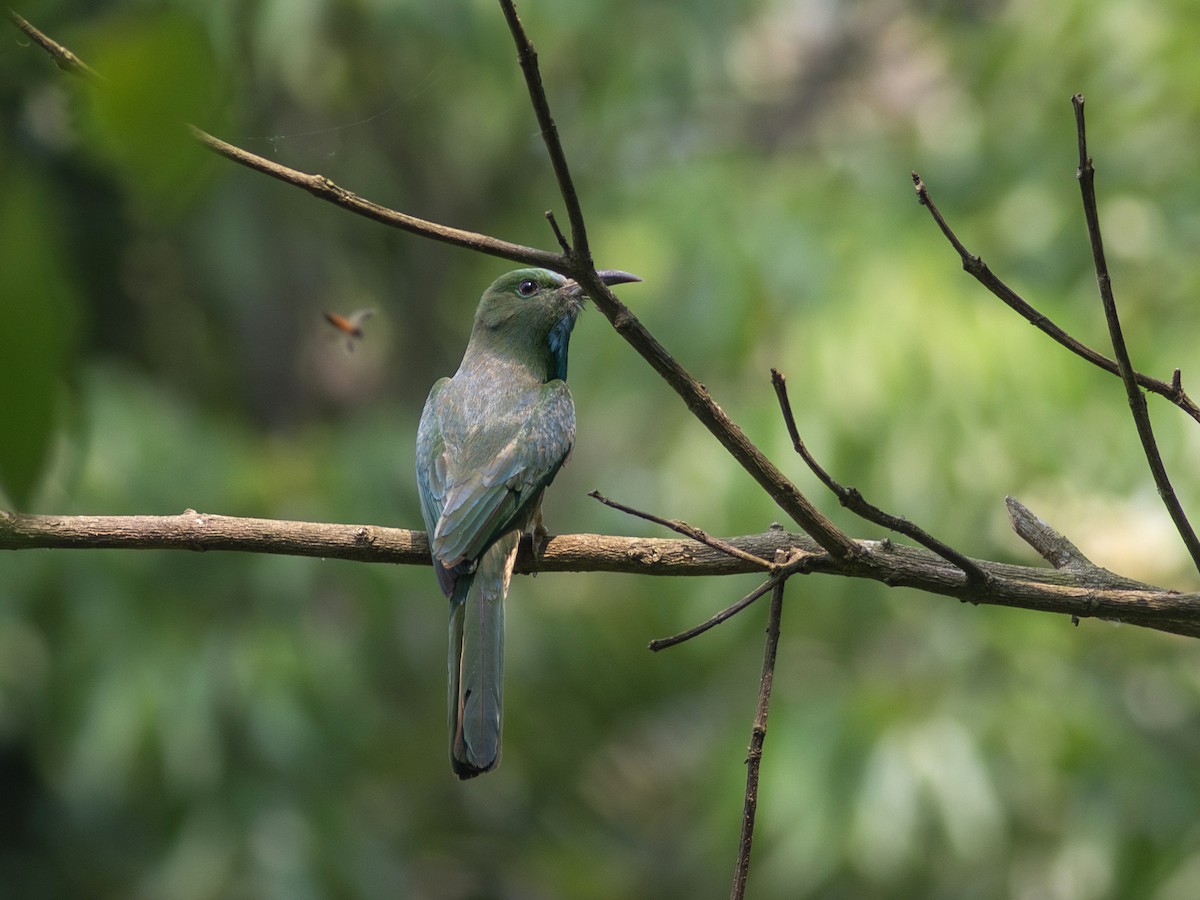 Blue-bearded Bee-eater - ML620440621