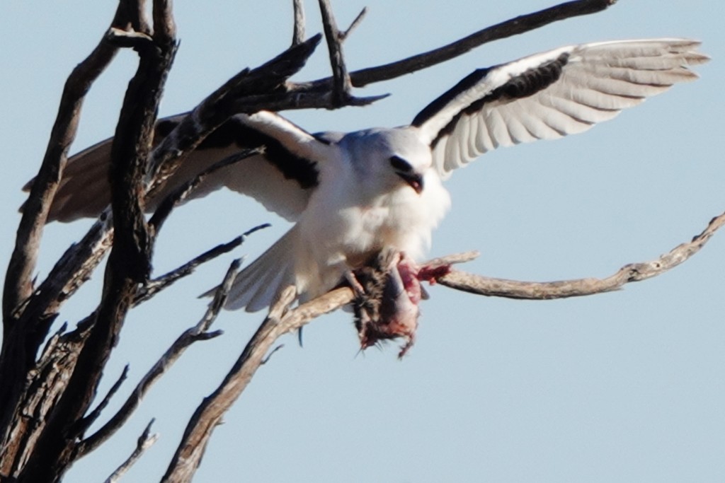 Letter-winged Kite - ML620440622