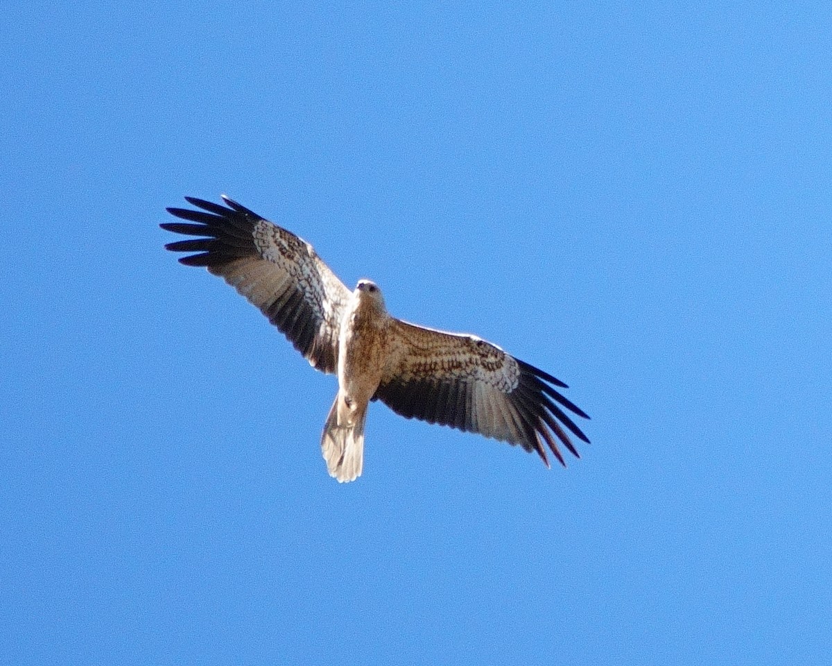 Whistling Kite - ML620440627