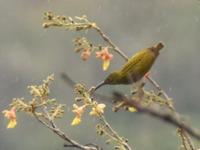 Streaked Spiderhunter - ML620440631