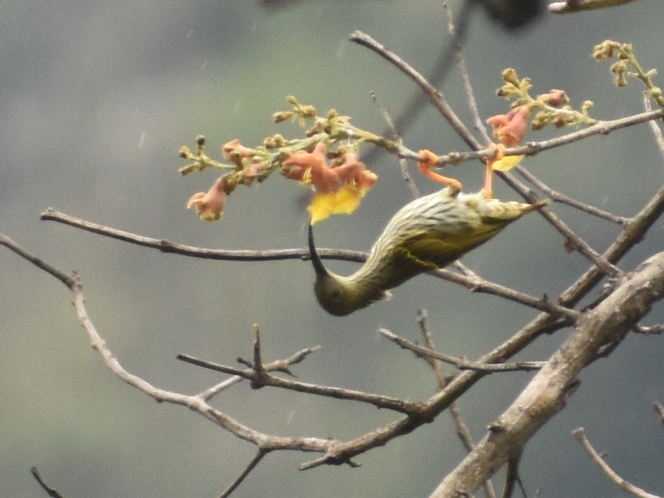 Streaked Spiderhunter - ML620440632