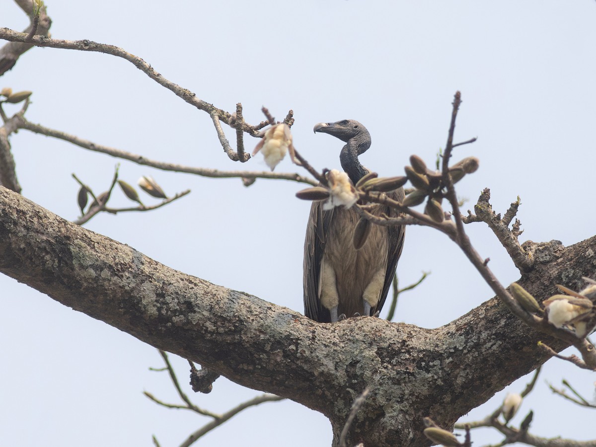 Slender-billed Vulture - ML620440633