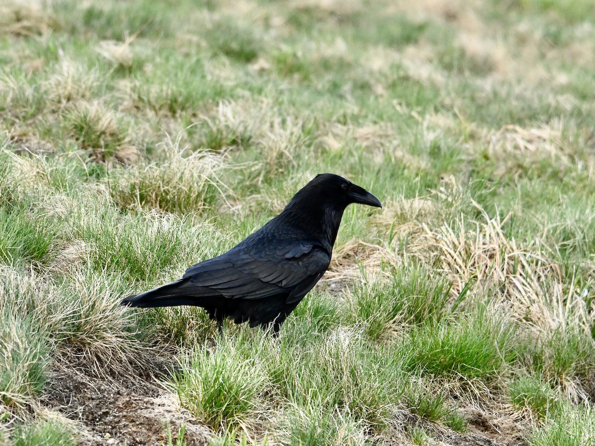 Common Raven - ML620440637