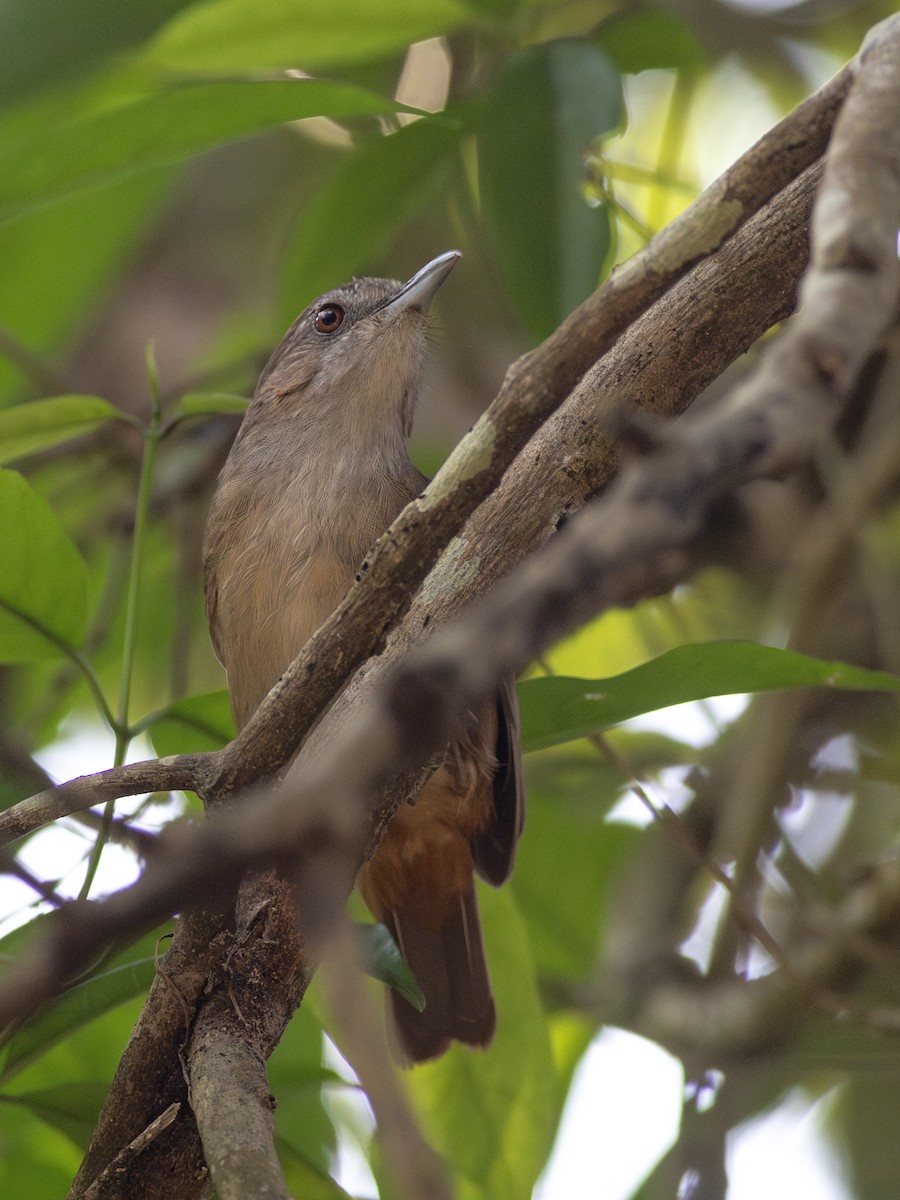 Abbott's Babbler - ML620440638