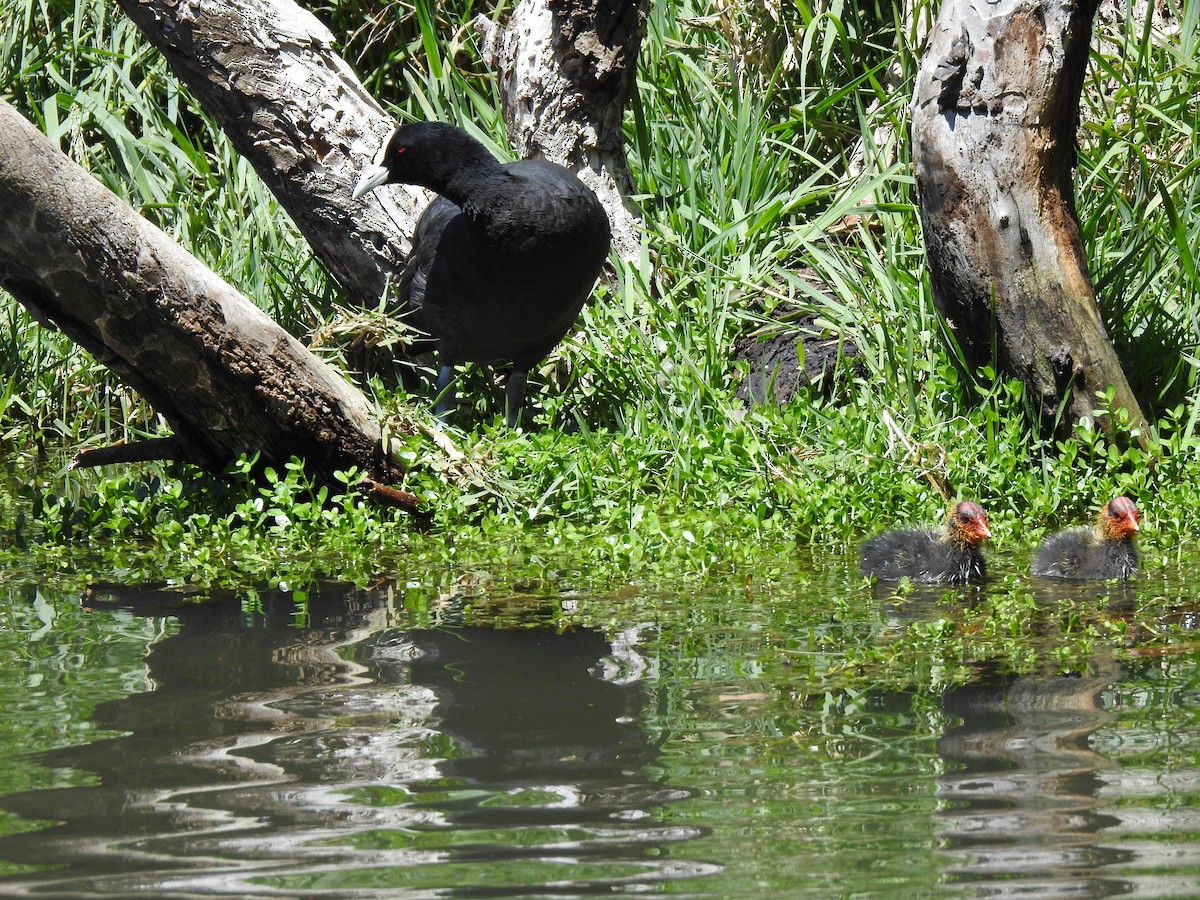 Eurasian Coot - ML620440654