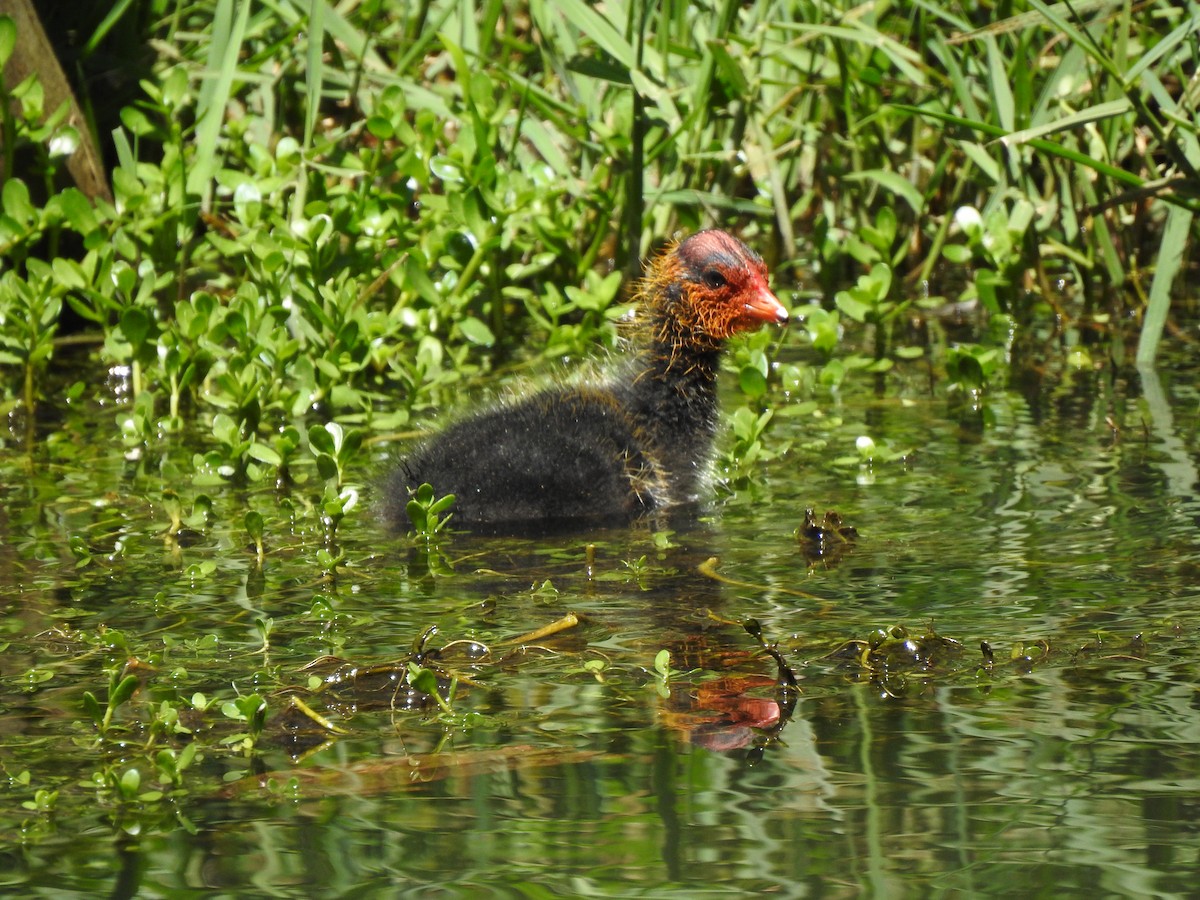 Eurasian Coot - ML620440660