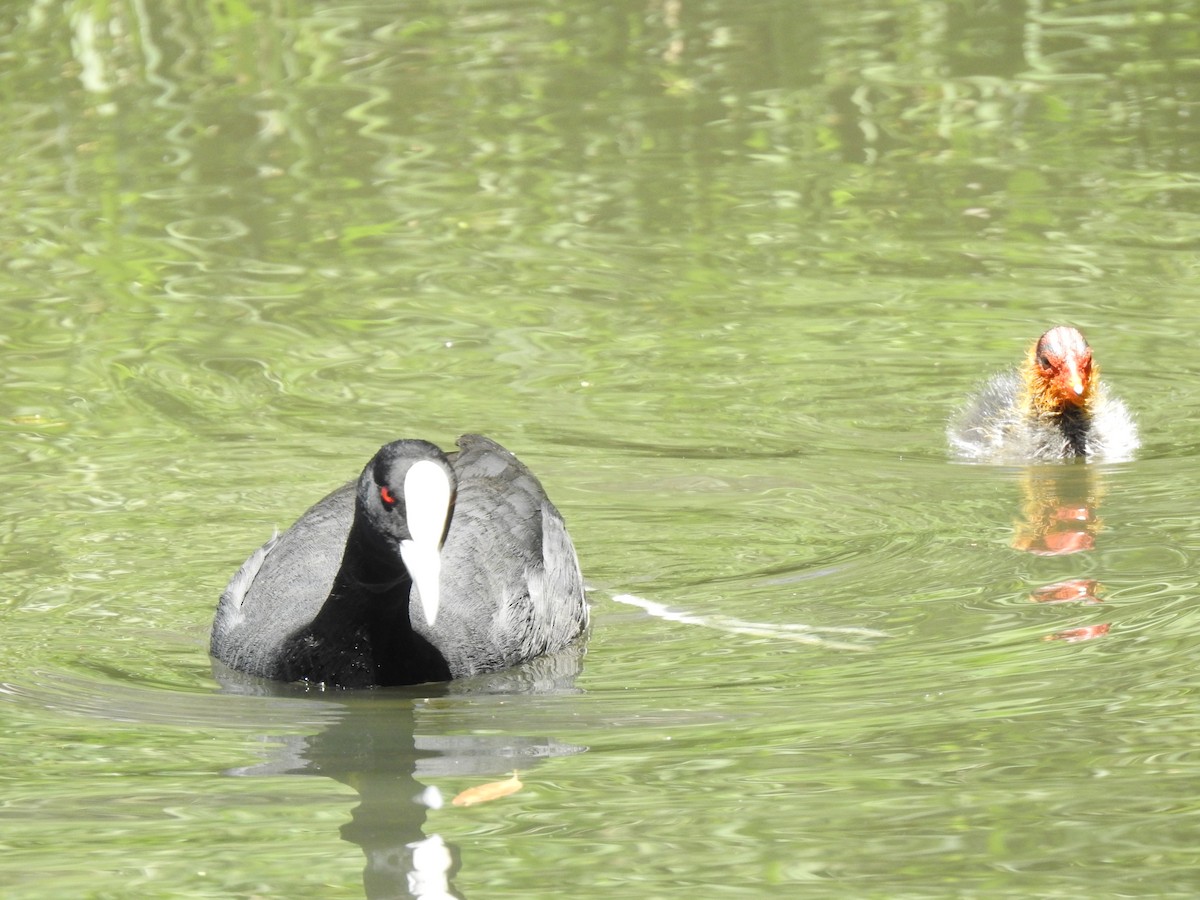 Eurasian Coot - ML620440661