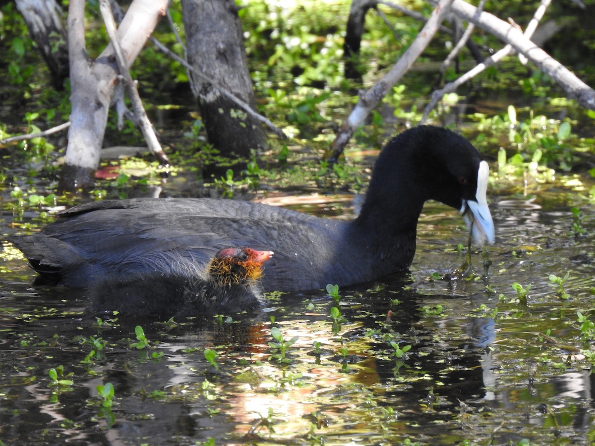 Eurasian Coot - ML620440665