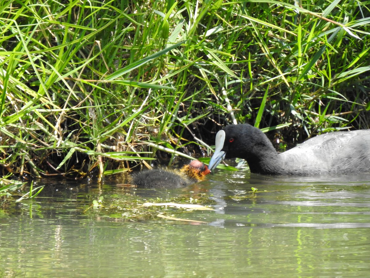 Eurasian Coot - ML620440666