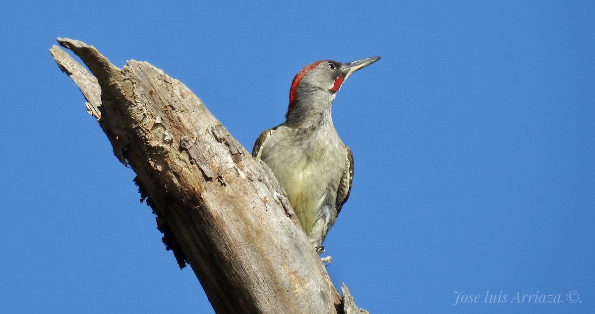 Iberian Green Woodpecker - ML620440670
