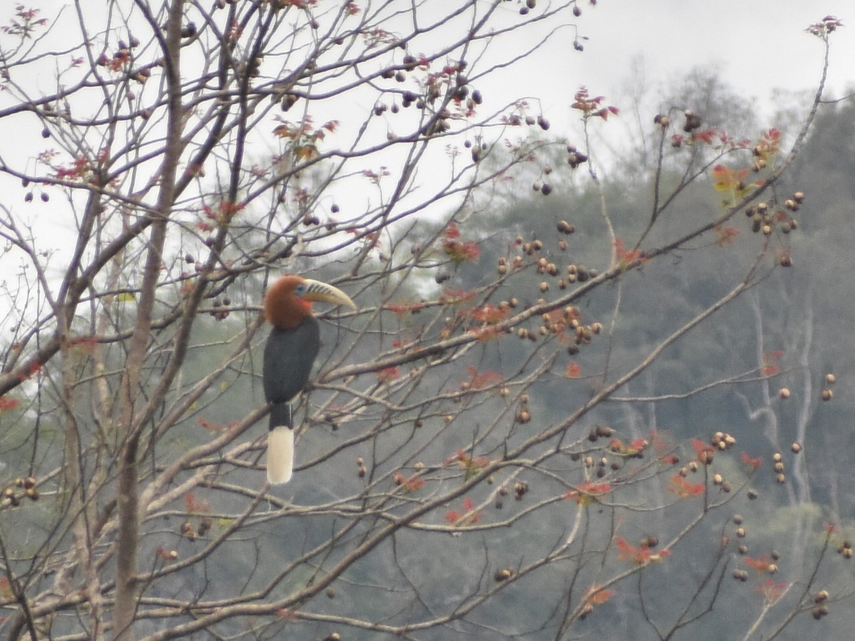 Rufous-necked Hornbill - ML620440674