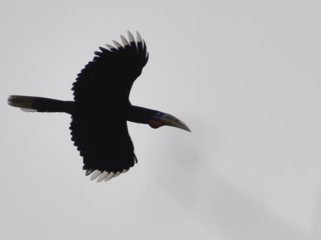 Rufous-necked Hornbill - ML620440675