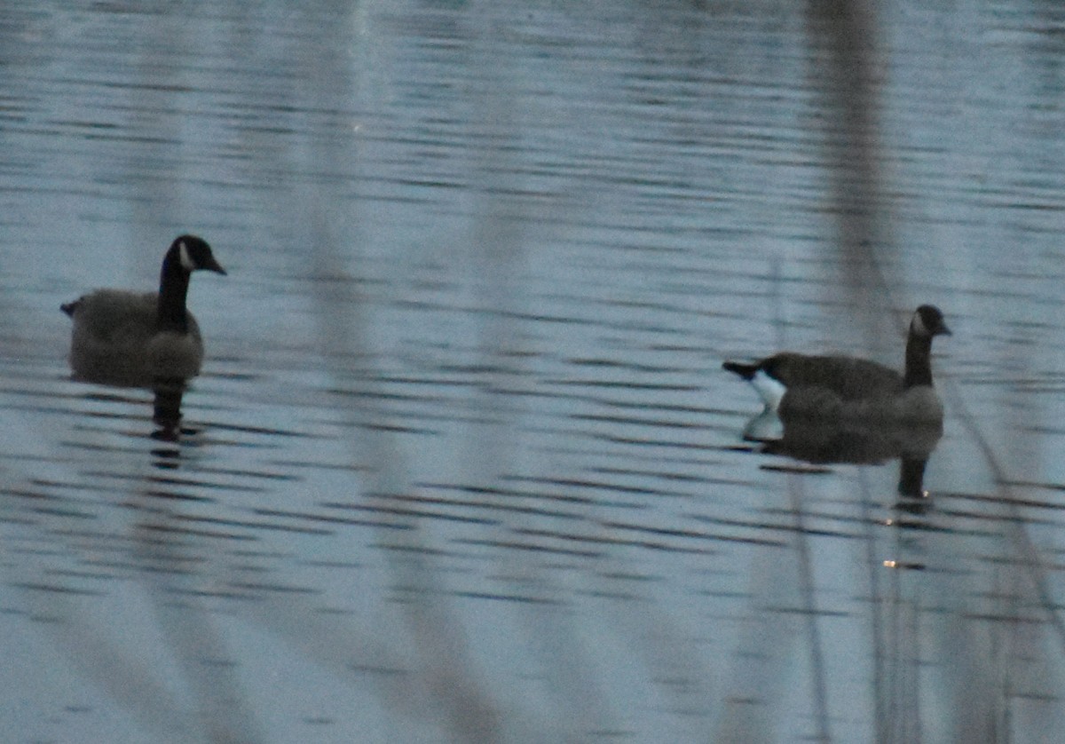 Canada Goose - ML620440679