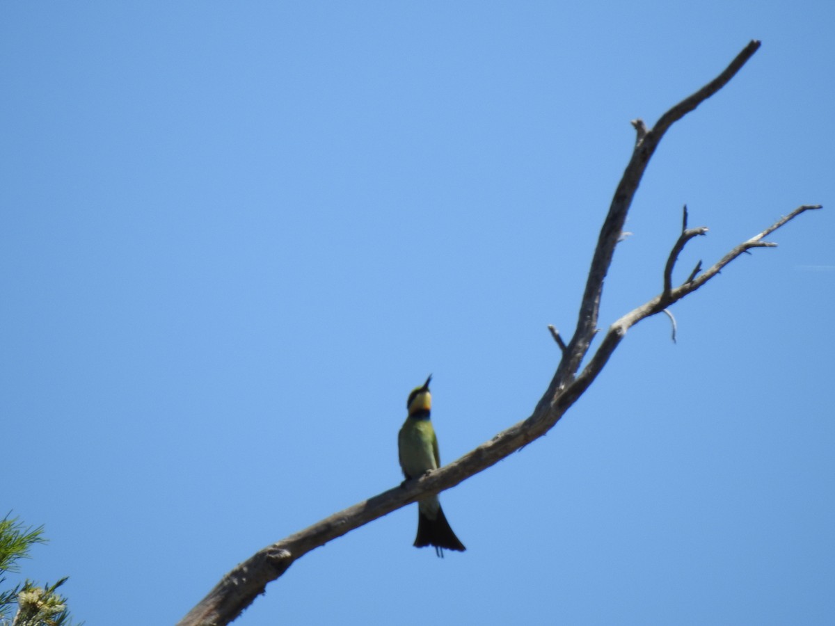 Rainbow Bee-eater - ML620440680