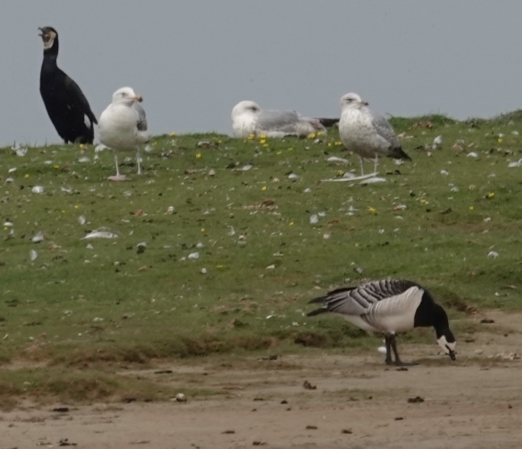 Barnacle Goose - ML620440681