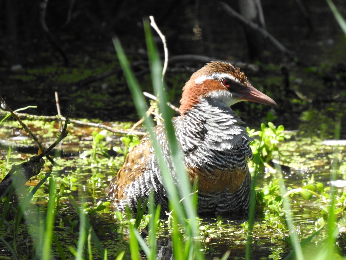 Buff-banded Rail - ML620440683