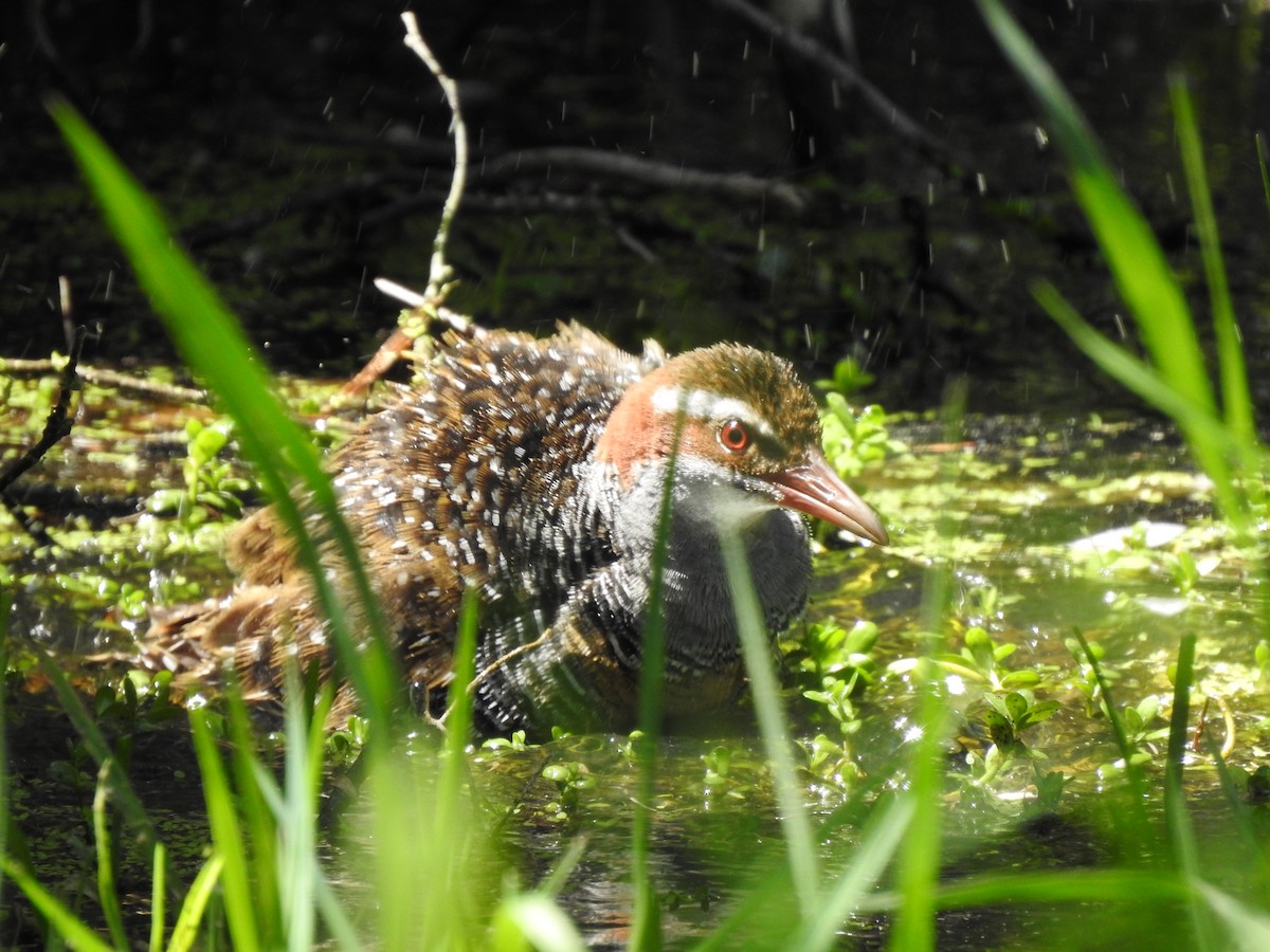 Buff-banded Rail - ML620440685