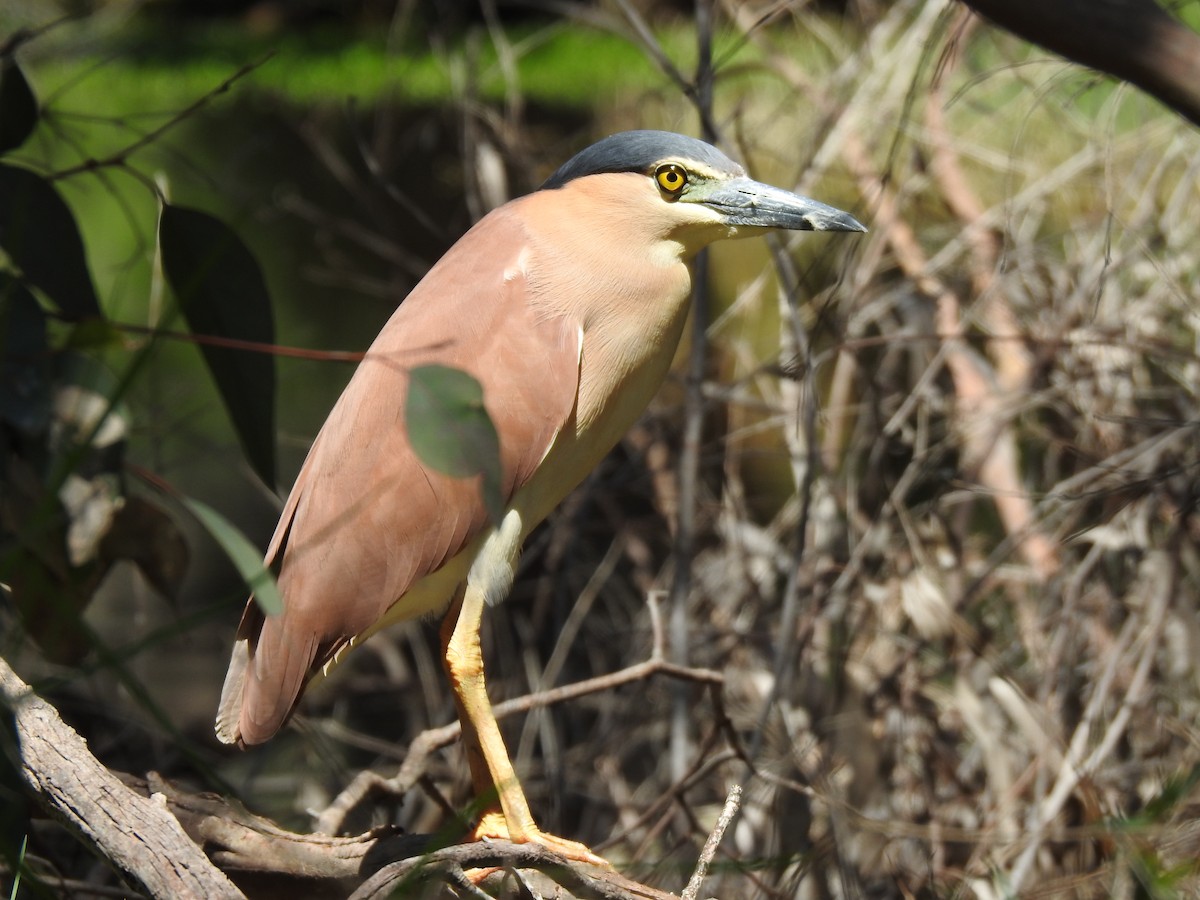 Nankeen Night Heron - ML620440686