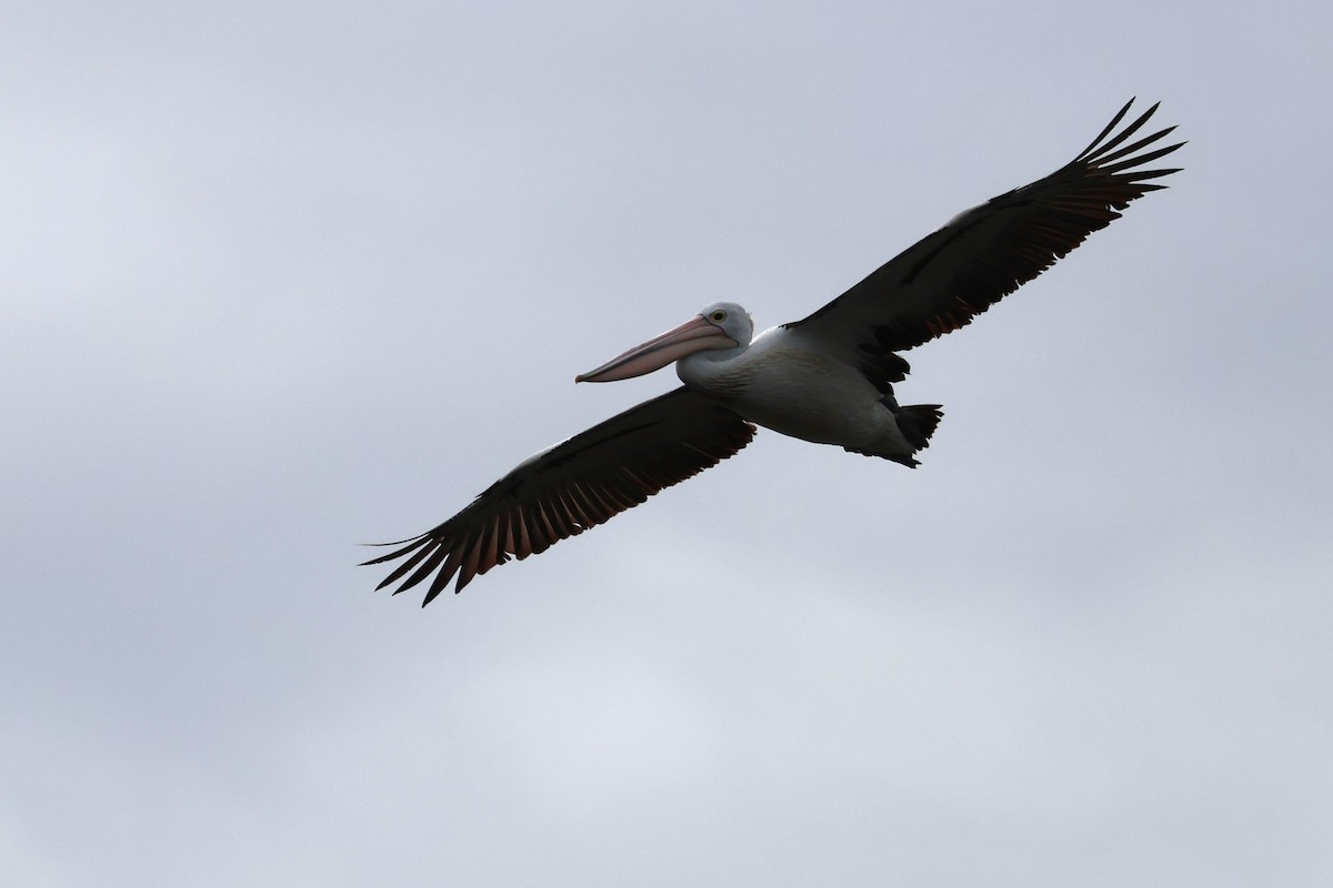 Australian Pelican - ML620440688