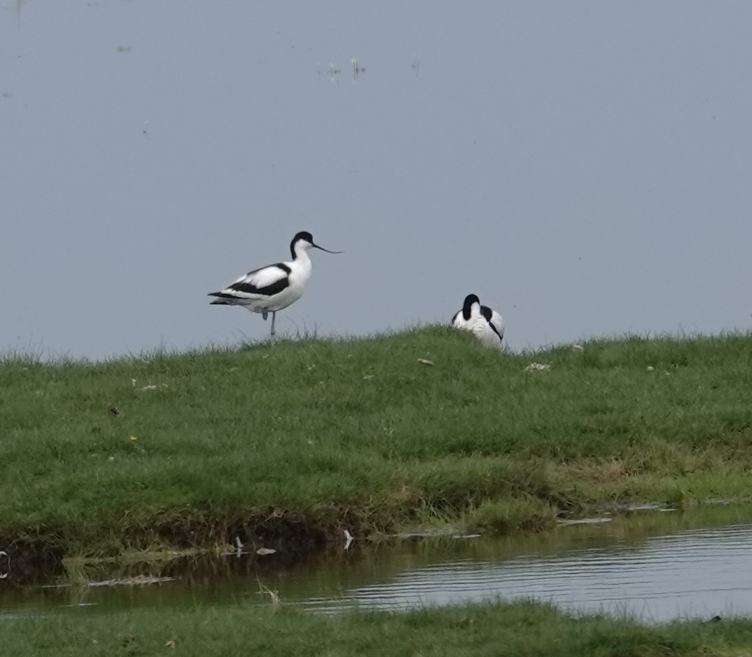 Pied Avocet - ML620440690